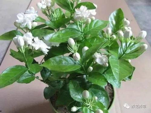 茉莉花,芬芳四溢的东方之花
