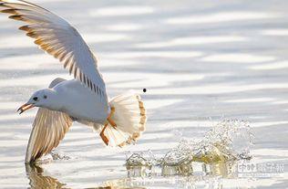 鸟目台湾,探寻宝岛生态之美