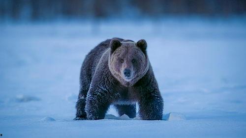 夜色中的地球 第一季,宇宙视角下的地球奇观之旅